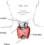 Beslenme öğeleri Dyt Nilgün Aydın